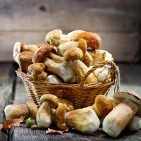 mushrooms in basket